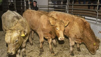 Mart Reports: Busy with prices holding steady