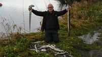 Donal Hickey: Ongoing problem of eel kills at Ardnacrusha