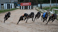 Greyhound Racing Ireland asks minister to hike salary by €27k to attract 'high-calibre' CEO