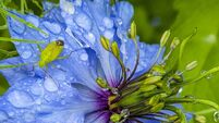 Close up of a cornflower with raindrops on a rainy day