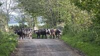 cows crossing a country road