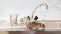 Closeup young rat prowls on the sink at kitchen on background of two faceted glasses. Fight with rodents in the apartment. Exter