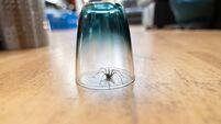 Caught big dark common house spider under a drinking glass on a smooth wooden floor seen from ground level in a living room in a