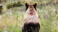 Bears: the ultimate rewilding success