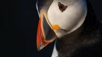 Richard Collins: Valuable information from trackers on puffin legs