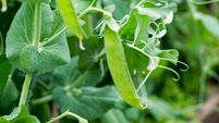 Pea 'Douce Provence' pods growing on plant
