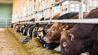 Beef cows feeding in a free livestock stall in a modern barn - creative stock image