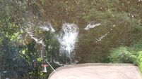 Window crash owl leaves imprint