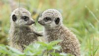 Meet the first meerkat babies born in Fota Wildlife Park in a decade — they need names