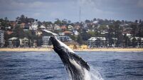 Humpback whale calf breaches off Manly Beach, Sydney. Australia
