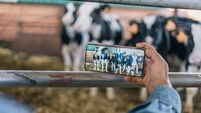 Close-up image of the hands of an unrecognizable young woman farmer taking horizontal photos of cows with her mobile phone. Focu