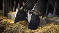 Holstein Dairy Cows