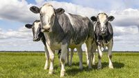 Beef cows, Belgian Blue, muscular build walking in a green pasture looking at the camera, happy and joyful and a blue cloudy sky