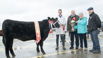 €3,900 top price at Munster Angus Breeders Autumn Sale