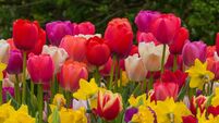 Colorful Tulip Meadow close up