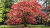 Japanese Maple at Westonbirt Arboretum