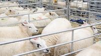 Sheep in pens at Winslow Primestock Show, Buckinghamshire