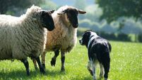Appeal after 25 sheep killed in dog attack leaving Kerry farmer devastated