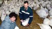 'Good news' for Christmas dinner as farms avoid bird flu this year