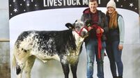 Limousin hybrid heifer sells for €9,500 at Elite Haltered sale