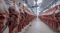 Meat industry,meats hanging in the cold store. Cattles cut and hanged on hook in a slaughterhouse. Halal cutting.