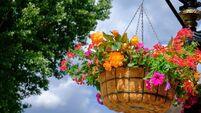 Colorful flower pot suspended in the air with small chains
