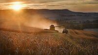 20% drop in cereal harvest this year as weather wreaks havoc