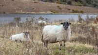 €19m in payments begin issuing to sheep farmers