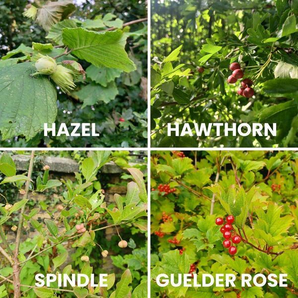 Hedgerow plants — hazel, hawthorn, spindle and guelder rose