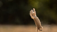 The hilarious comedy wildlife award photos and the stories behind them