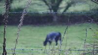 'Out of focus' cow behind 'in focus' barbed wire fence