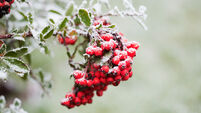 Pyracantha berries with hoar frost.