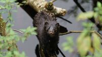 Government preparing plan to control mink