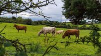 Four cattle grazing on a green field
