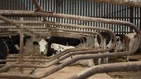 Dairy cow in cubicle shed