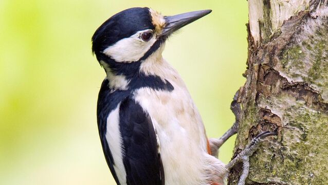 <p>Great Spotted Woodpecker (Dendrocopos major) has been recorded in every Irish county, except Mayo</p>