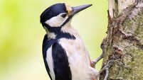Richard Collins: Woodpeckers turning up in every Irish county now — have you spotted any?