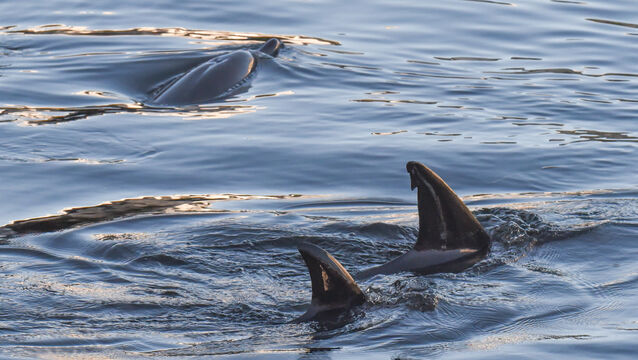<p>The fins of some of the four dolphins swimming in the River Lee at Morrison's Island on Tuesday morning. Picture: Cian O'Regan.</p>