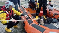 Shocked sheepdog Bonnie saved from 'grave danger' by RNLI