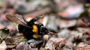 <p>Bombus terrestris: bumblebee colonies exposed to commonly used pesticides saw significant reductions in total colony production (the number of cocoons); maximum colony weight; and the number of new queens</p>