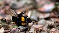 Bees are still being harmed despite tightened pesticide regulations