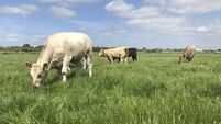 New location for Teagasc's Newford herd