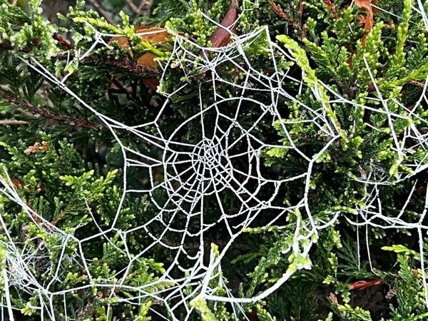 Spiders webs covered in snow in Portarlington Co Laois. File Picture: Collins Photos