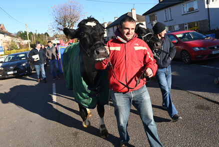  Dairy farmers Donal Sweeney and Nigel Bryan lead two cows on the march through Carrigaline. Picture: Larry Cummins