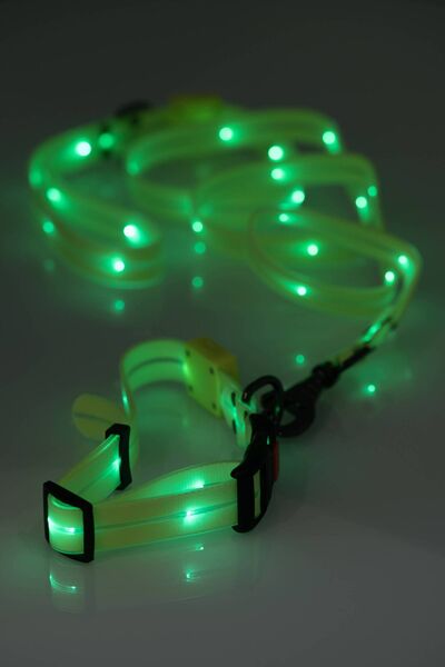 LED collar, €19.99, and LED leash, €26 from bodylitegear.com