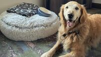 The Hotel Examiner: Dog-friendly stays at Cork City's Kingsley Hotel